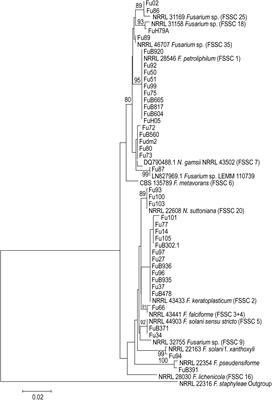 Molecular Characterization and Antifungal Susceptibility of Clinical Fusarium Species From Brazil